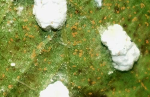 Pulvinaria sp.